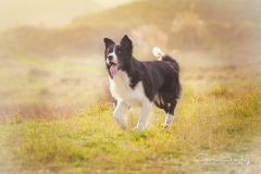 Sol. Border Collie 01
