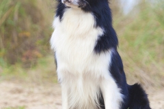 Sol. Border Collie