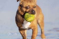 Tengo-la-pelota