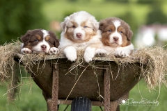Cachorros de Pastor Australiano en carretilla