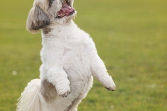 perrita shitsu jugando al futbol