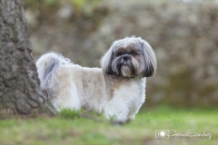 Shih tzu