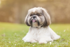 perro shih tzu