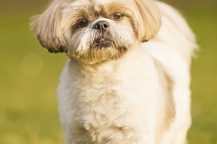 perro shit zu retrato 03