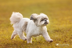 perro shitzu corriendo