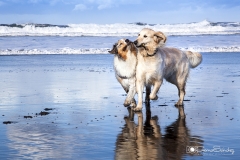 perros en la playa 03