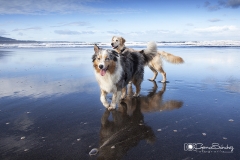 perros playa 01