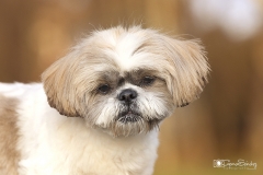 retrao prrita shit zu