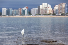 Gijón garza en la mar
