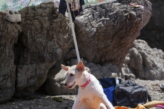 Playa de perros en Gijón