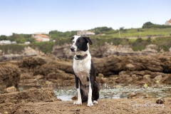 Playa para perros Gijón