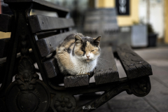 Gato-sentado-en-banco