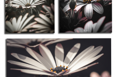 Seri-de-22Dimorfotecas222