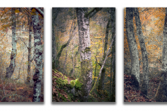 Serie-22Hayas-en-otono22