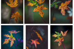 Serie-22Hojas-de-otono-verticales22