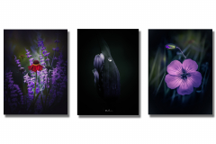 Unid.-Expo.-flores-mixta