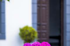Hortensia-en-Somao