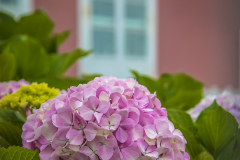 Hortensia