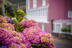 Hortensias-en-Somao-copia