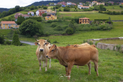 Vacas-en-Somao