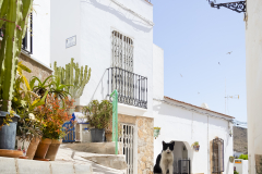 Calle-de-Nijar-con-gato