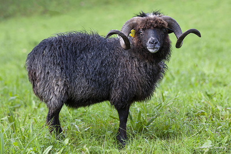 Carneo oveja Xalda