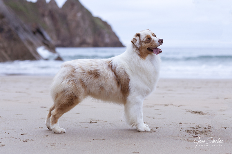 Retrato de perro Pastor Australiano red merle posando en la playa