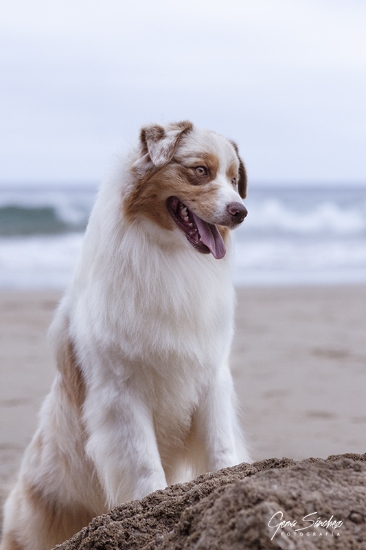 Perro Pastor Australiano red merle en la playa sobre una roca